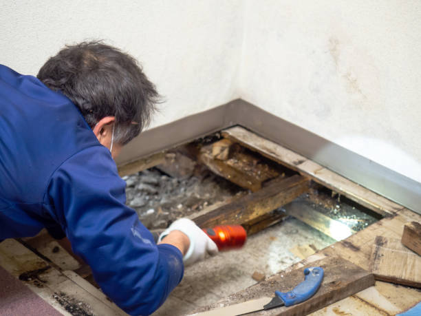 Best Commercial Mold Remediation in Erie, CO