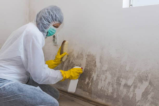 Professional Mold Remediation in Erie, CO