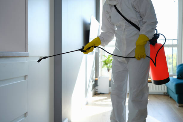 Best Emergency Mold Remediation in Erie, CO