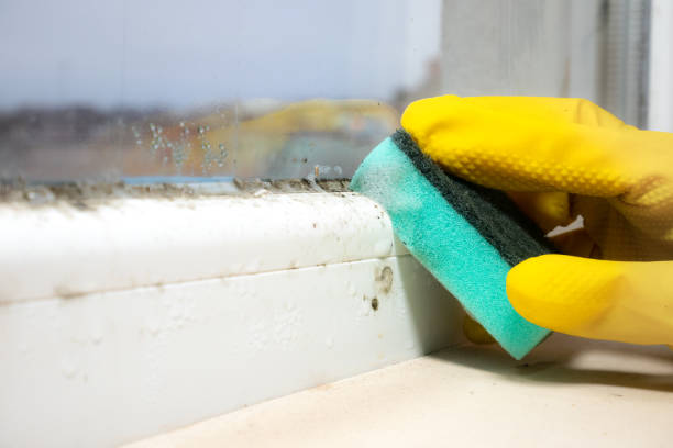 Best Commercial Mold Remediation in Erie, CO